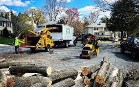 How Our Tree Care Process Works  in  Pine Bluffs, WY