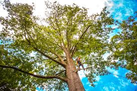 Lawn Maintenance Plans in Pine Bluffs, WY