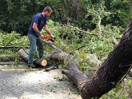 Trusted Pine Bluffs, WY Tree Care Experts